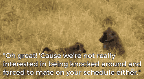 baboongif3-82c9e86c6f4b8f1f3741848e8d4f7e6b