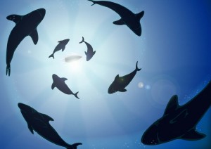 sharks-300x212