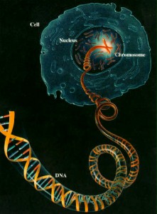 cell-to-dna-221x300