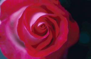 rose-300x194