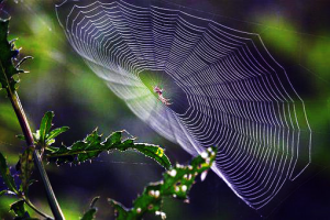 spider and web