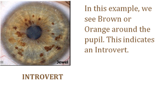 INTROVERT EYE STRUCTURE