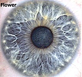 Flower Eye Structure