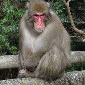 100th Monkey-Macaca_fuscata